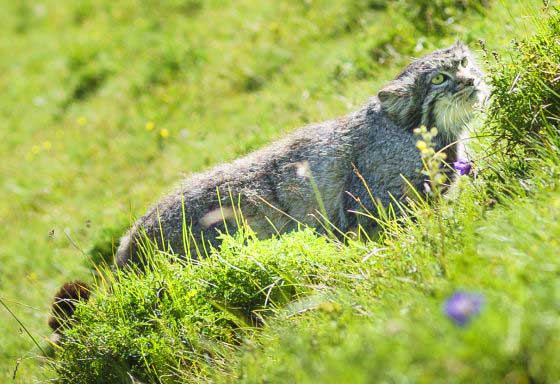 Manul (c) Dietmar Denger